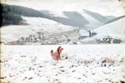 Farbdia auf Agfa-Film, Anfang der 1940er Jahre, Hühner auf Feld bei Haselbach, zu sehen sind Newtonsche Ringe, eingedrungener Staub, Schäden an Emulsion, relativ gute Erhaltung der Farben