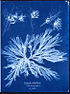 Cyanotypie aus Anna Atkins‘ Buch British Algae (1843)